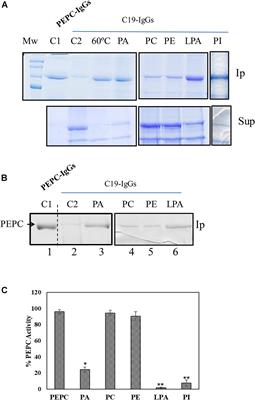 Anionic Phospholipids Induce Conformational Changes in Phosphoenolpyruvate Carboxylase to Increase Sensitivity to Cathepsin Proteases